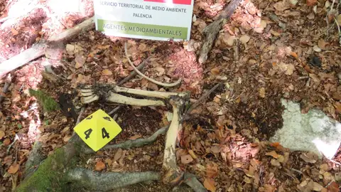 Aparecen los restos de un oso pardo en la localidad de San Juan de Redondo Medio Ambiente