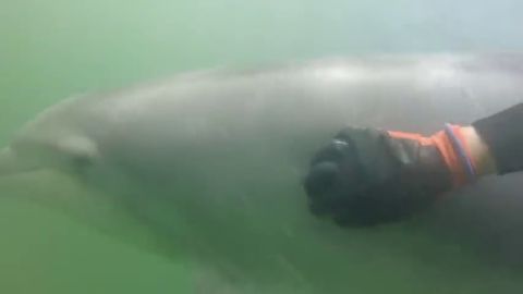 Manoli&ntilde;o, un delf&iacute;n que se deja querer por un mariscador bajo las aguas de la R&iacute;a de Muros y Noia