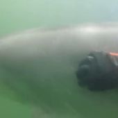Manoliño, un delfín que se deja querer por un mariscador bajo las aguas de la Ría de Muros y Noia