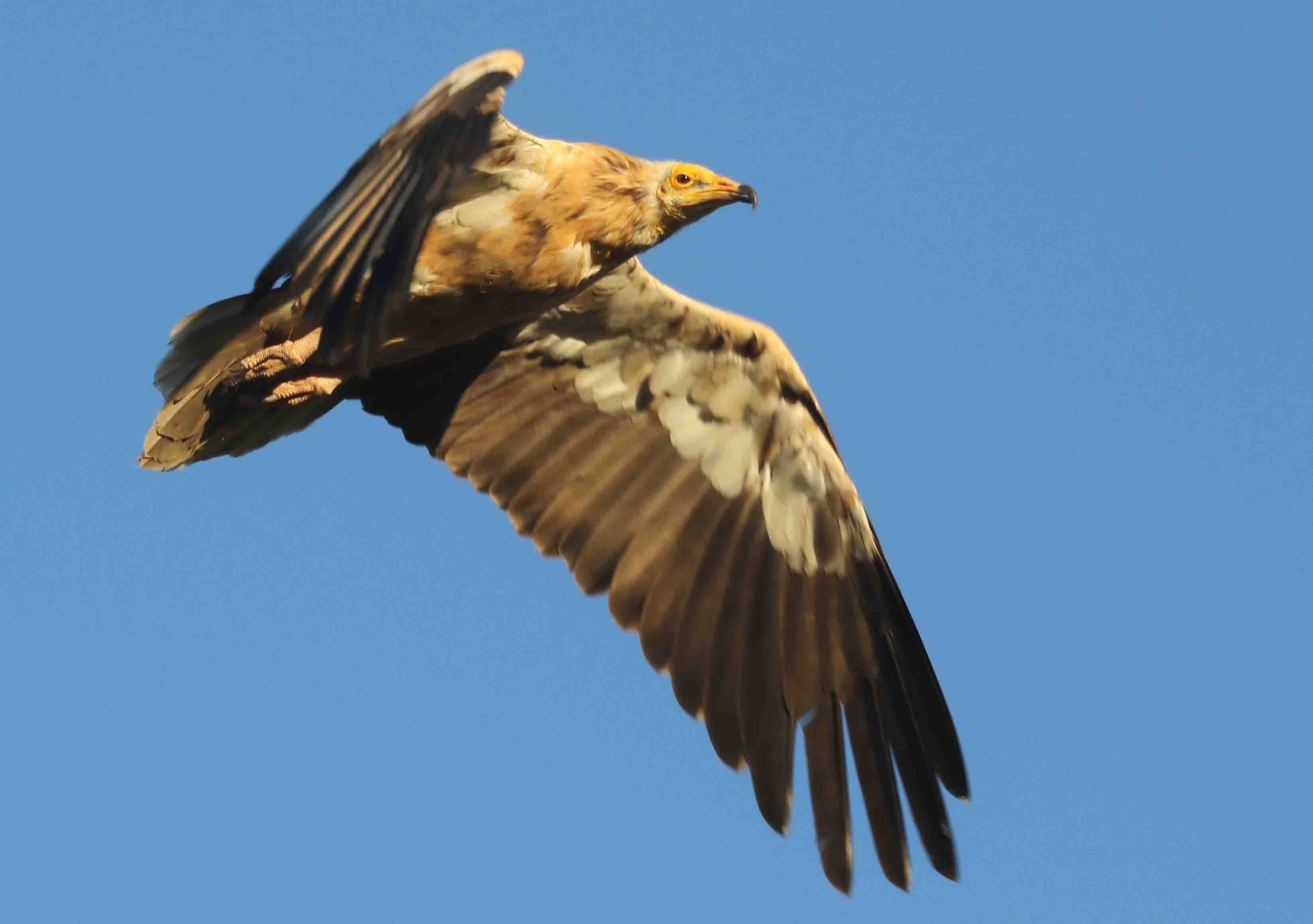 Día Internacional de los buitres Día Internacional de los buitres