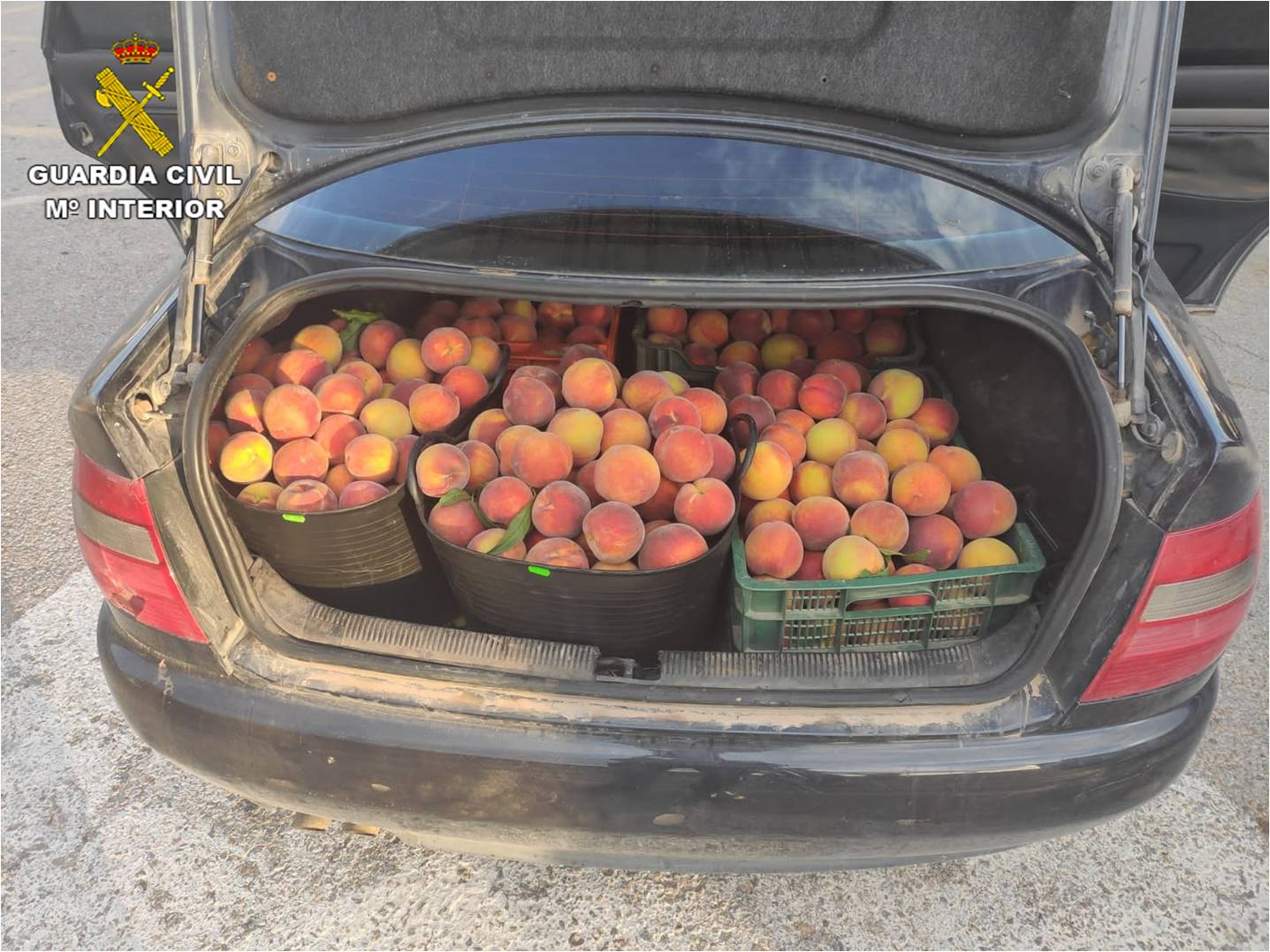 La Guardia Civil identifica a nueve personas por el robo de fruta en Aspe, Monforte del Cid y Novelda La Guardia Civil identifica a nueve personas por el robo de fruta en Aspe, Monforte del Cid y Novelda