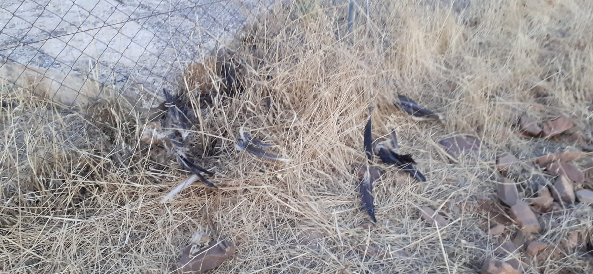 IU denuncia la muerte de varias aves protegidas en el término municipal de Torre de Juan Abad IU denuncia la muerte de varias aves protegidas en el término municipal de Torre de Juan Abad
