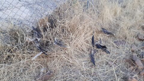 Aves fallecidas por electrocuci&oacute;n