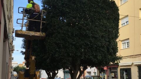 Los operarios han comenzado el Plan de Podas