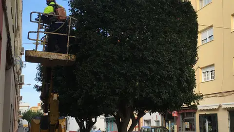 Los operarios han comenzado el Plan de Podas Los operarios han comenzado el Plan de Podas