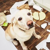 perro perro