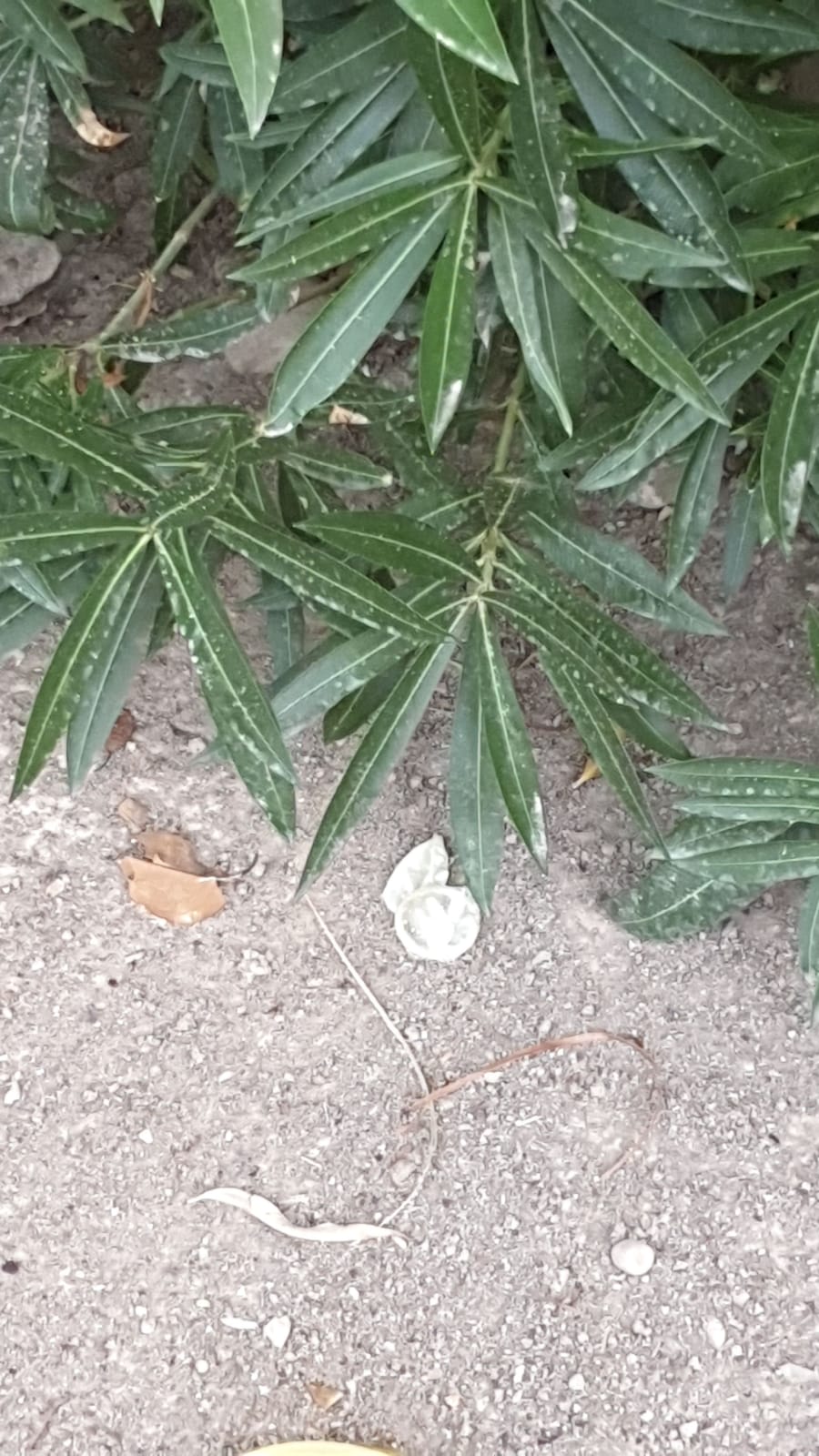 Los padres del colegio público El Palmeral de Elche vuelven a denunciar la aparición de preservativos y residuos a las puertas del centro Los padres del colegio público El Palmeral de Elche vuelven a denunciar la aparición de preservativos y residuos a las puertas del centro