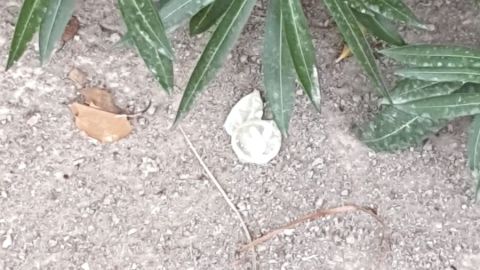 Preservativo usado junto al acceso de Infantil del colegio El Palmeral de Elche. 