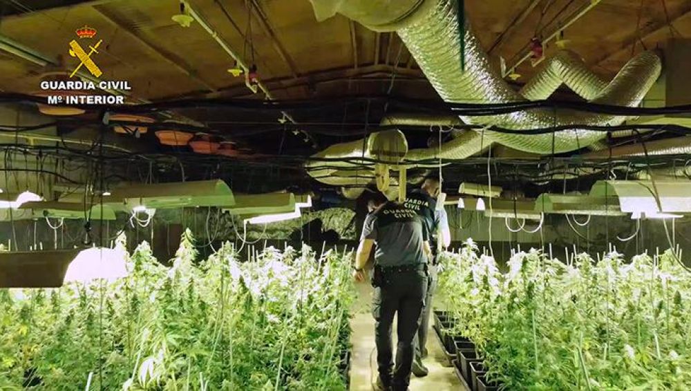 1.400 plantas de cannabis