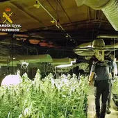 1.400 plantas de cannabis 1.400 plantas de cannabis