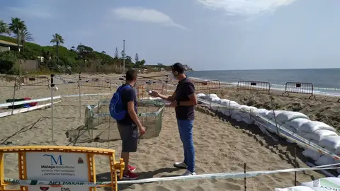 Tortuga Boba Julio Rodríguez desde el nido de tortuga boba
