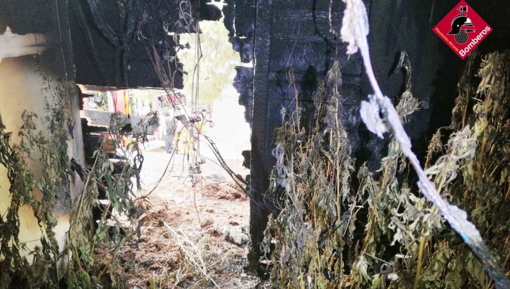 Plantas de marihuana en la casa de campo de Crevillent incendiada.