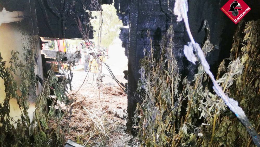 Plantas de marihuana en la casa de campo de Crevillent incendiada.