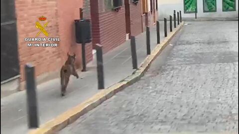 Lince ib&eacute;rico en Rociana