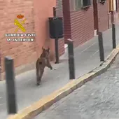 Lince ibérico en Rociana Lince ibérico en Rociana