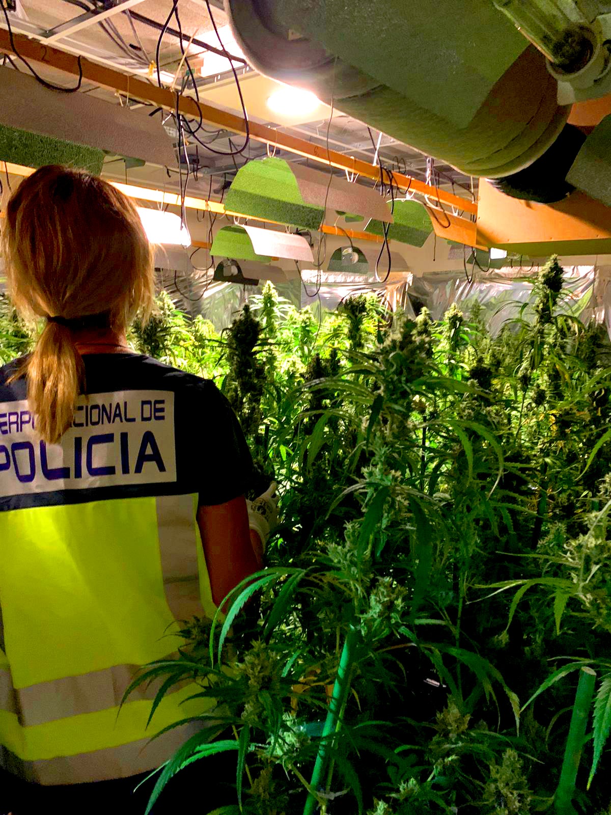La Policía Nacional interviene 1.377 plantas de marihuana en Denia y detiene a una persona La Policía Nacional interviene 1.377 plantas de marihuana en Denia y detiene a una persona