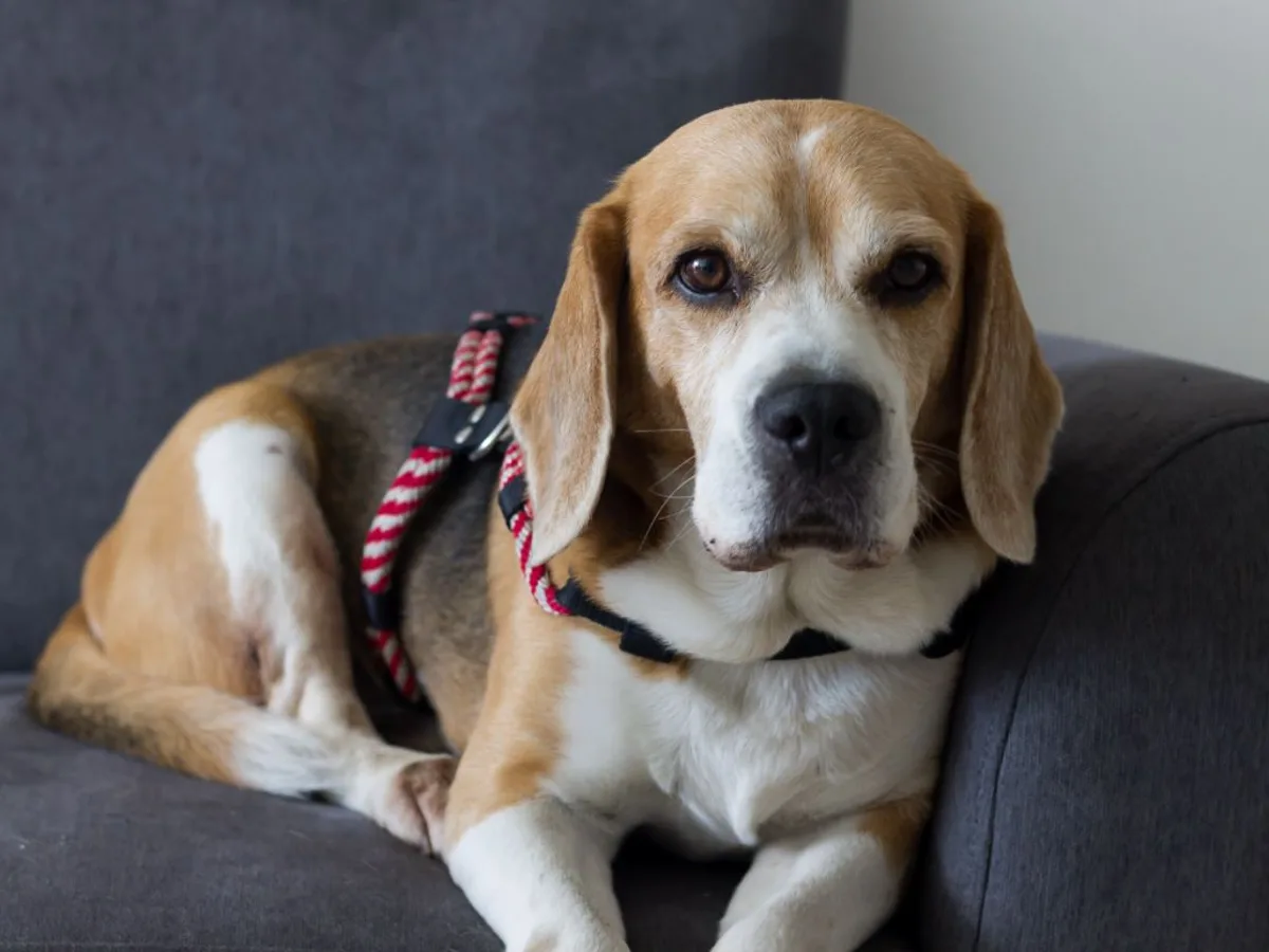 Casi cuarenta cachorros de beagle podrían ser sacrificados tras haber sido a un experimento en Barcelona Onda Cero Radio