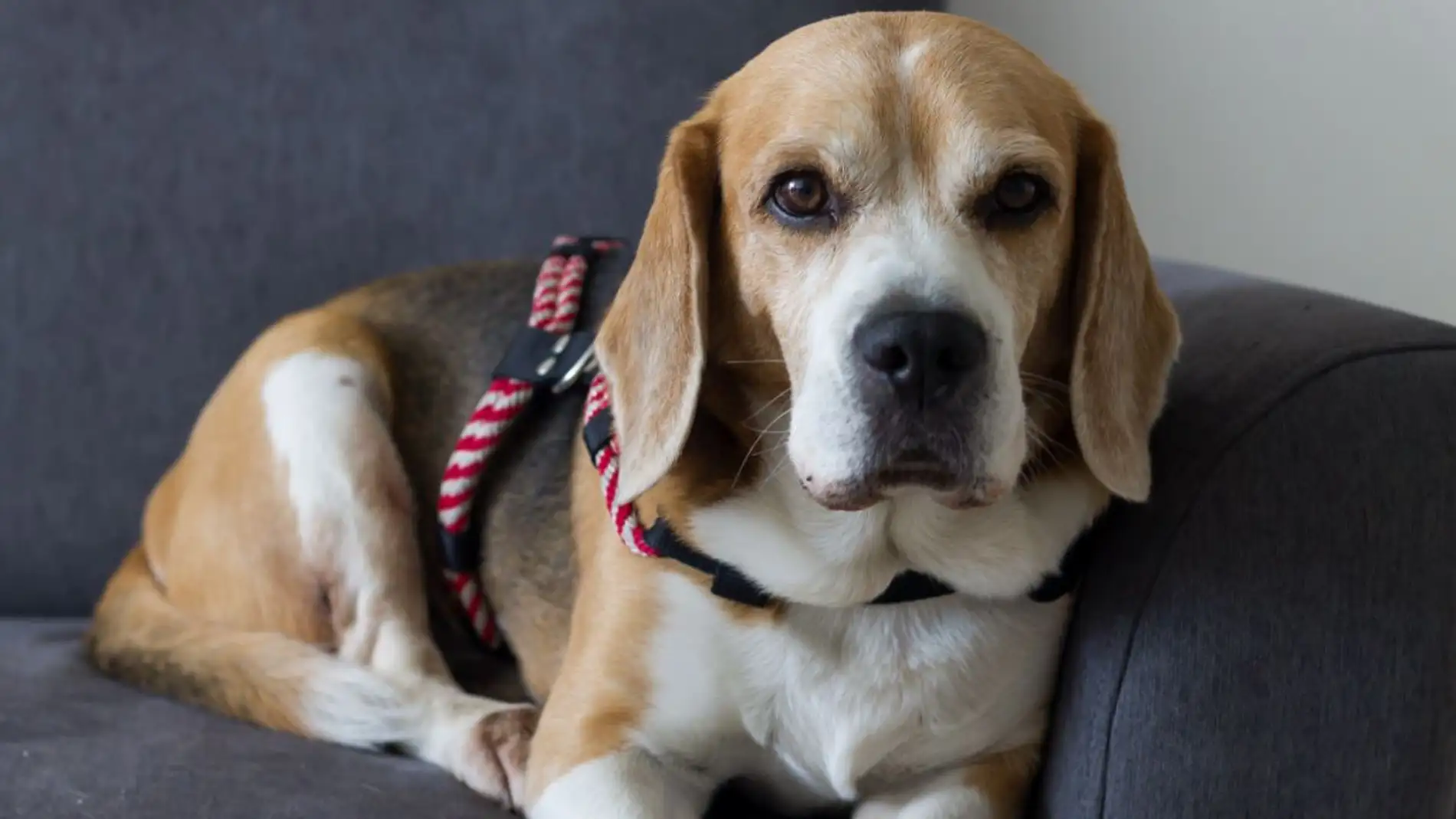 Psicologicamente Barriga Orbita Casi cuarenta cachorros de beagle podrían ser sacrificados tras haber sido  sometidos a un experimento en Barcelona | Onda Cero Radio
