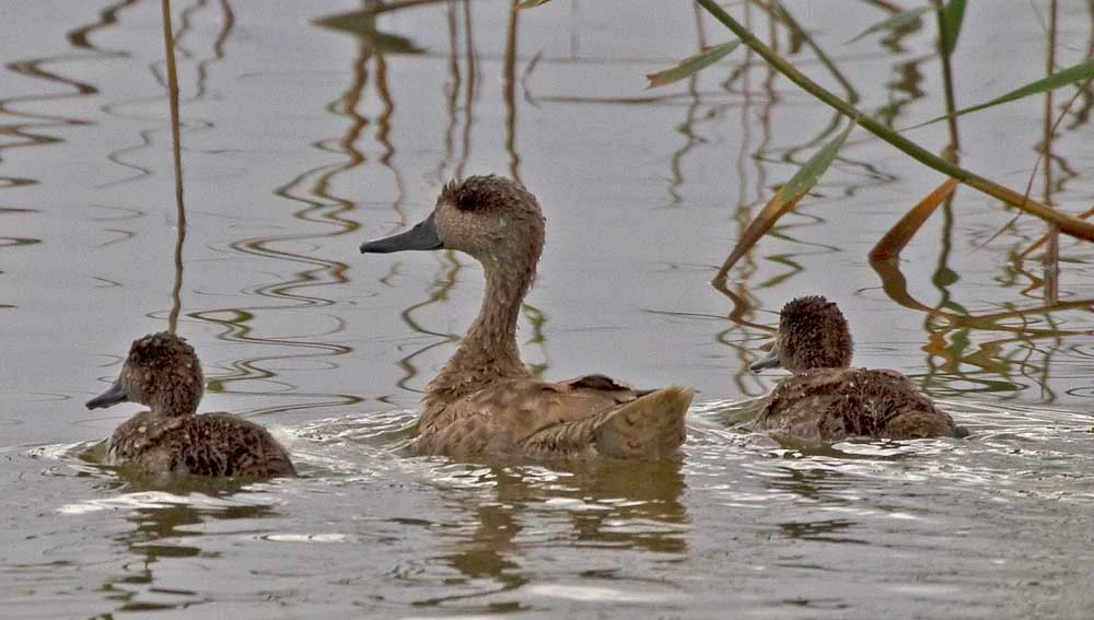 Ejemplar de Cerceta pardilla con dos polluelos en el Parque Natural de El Hondo Elche-Crevillent. Ejemplar de Cerceta pardilla con dos polluelos en el Parque Natural de El Hondo Elche-Crevillent.
