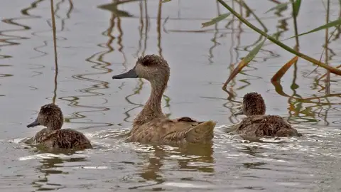 Ejemplar de Cerceta pardilla con dos polluelos en el Parque Natural de El Hondo Elche-Crevillent. Ejemplar de Cerceta pardilla con dos polluelos en el Parque Natural de El Hondo Elche-Crevillent.