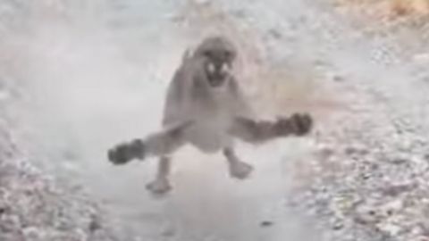 Puma persigue a un corredor