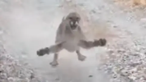 Puma persigue a un corredor Puma persigue a un corredor