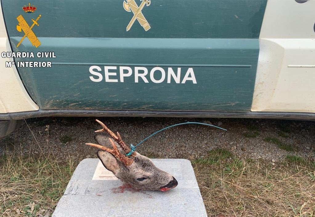 La Guardia Civil investiga a una persona por un supuesto delito de caza furtiva La Guardia Civil investiga a una persona por un supuesto delito de caza furtiva