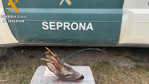 La Guardia Civil investiga a una persona por un supuesto delito de caza furtiva Medio ambiente
