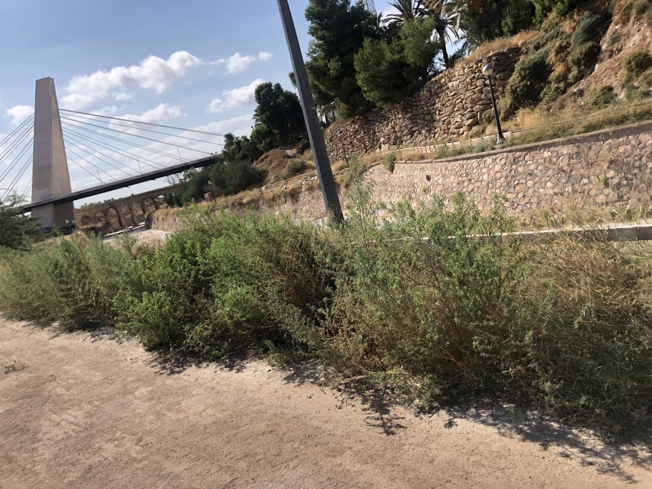 Cs Elche urge una actuación de adecuación de la ladera del río Vinalopó a su paso por la ciudad Cs Elche urge una actuación de adecuación de la ladera del río Vinalopó a su paso por la ciudad