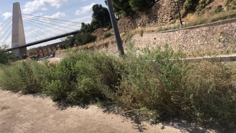 Maleza en la ladera del río Vinalopó en Elche. Maleza en la ladera del río Vinalopó en Elche.