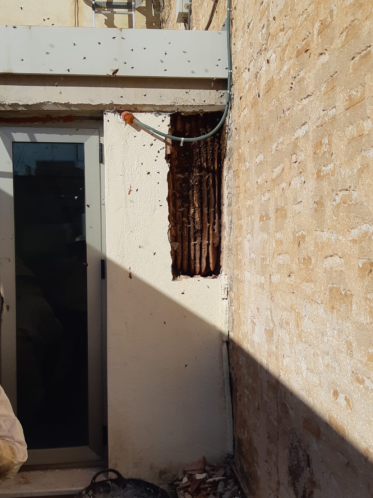Retiran un panal de varios kilos de miel en el Centro Hernandiano de Elche Retiran un panal de varios kilos de miel en el Centro Hernandiano de Elche