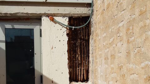 Panal de abejas en el Centro Hernandiano de Elche.