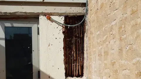 Panal de abejas en el Centro Hernandiano de Elche. Panal de abejas en el Centro Hernandiano de Elche.