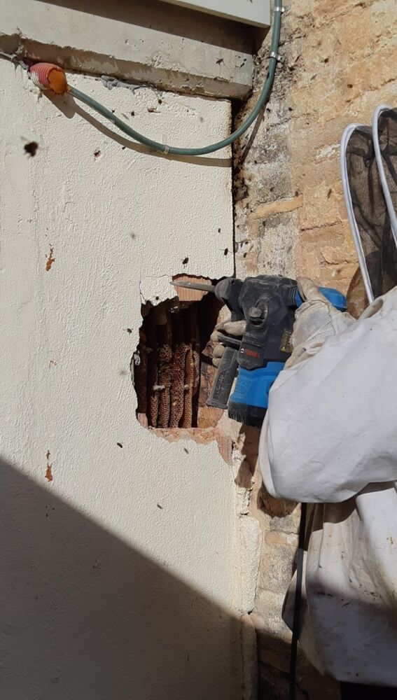 Trabajos para acceder al panal de abejas en el Centro Hernandiano de Elche.