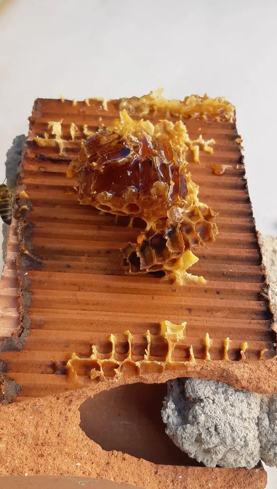 Parte del panal de abejas que había en el Centro Hernandiano de Elche.