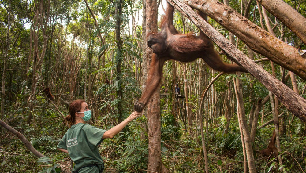 Karmele Llanos y un orangután
