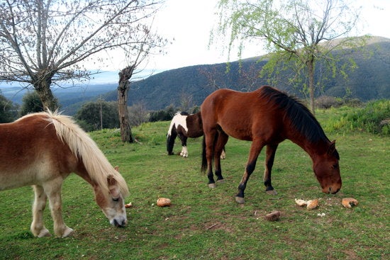 El parc del Montseny reclama limitar l’accés de visitants El parc del Montseny reclama limitar l’accés de visitants