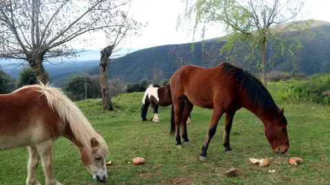 El Montseny El Montseny