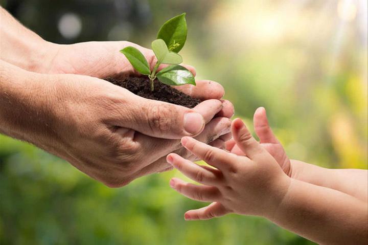 La Vida Secreta de los Árboles La Vida Secreta de los Árboles