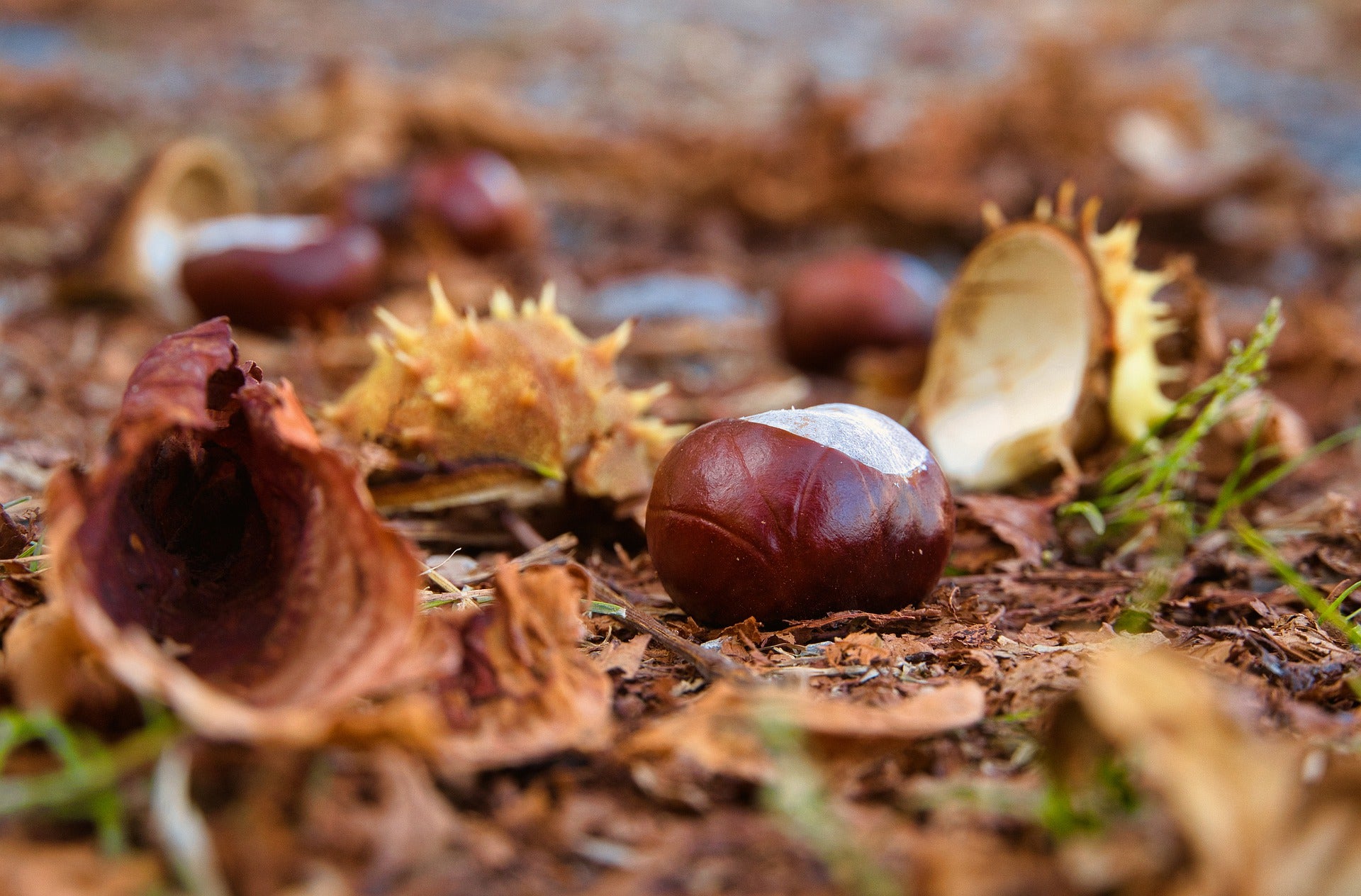 La producción de castaña ha caído un 70% en algunas zonas de la provincia La producción de castaña ha caído un 70% en algunas zonas de la provincia
