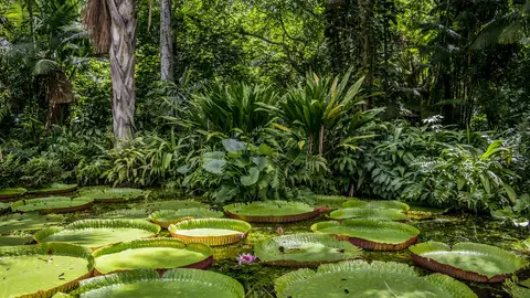 Amazonas Amazonas