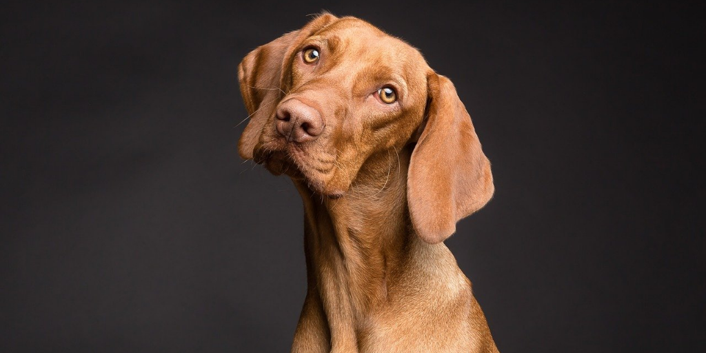 ¿Sufren nuestras mascotas la pandemia? ¿Sufren nuestras mascotas la pandemia?