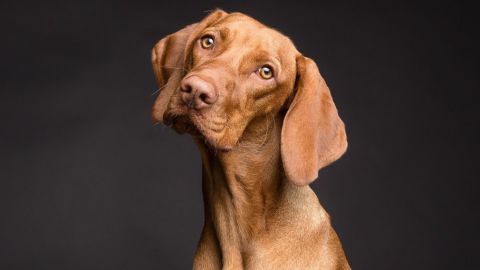 Un perro salva la vida de su due&ntilde;o 