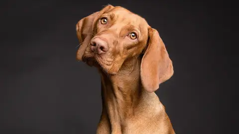 Un perro salva la vida de su dueño Un perro salva la vida de su dueño