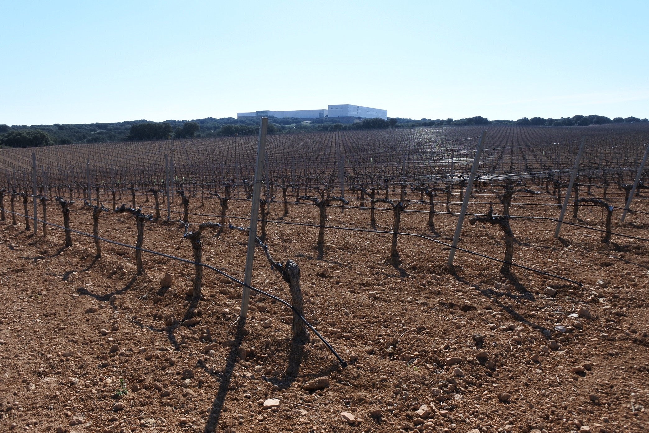 Más de 27.700 agricultores y ganaderos de Ciudad Real reciben 96 millones de euros del anticipo del pago de la PAC Más de 27.700 agricultores y ganaderos de Ciudad Real reciben 96 millones de euros del anticipo del pago de la PAC