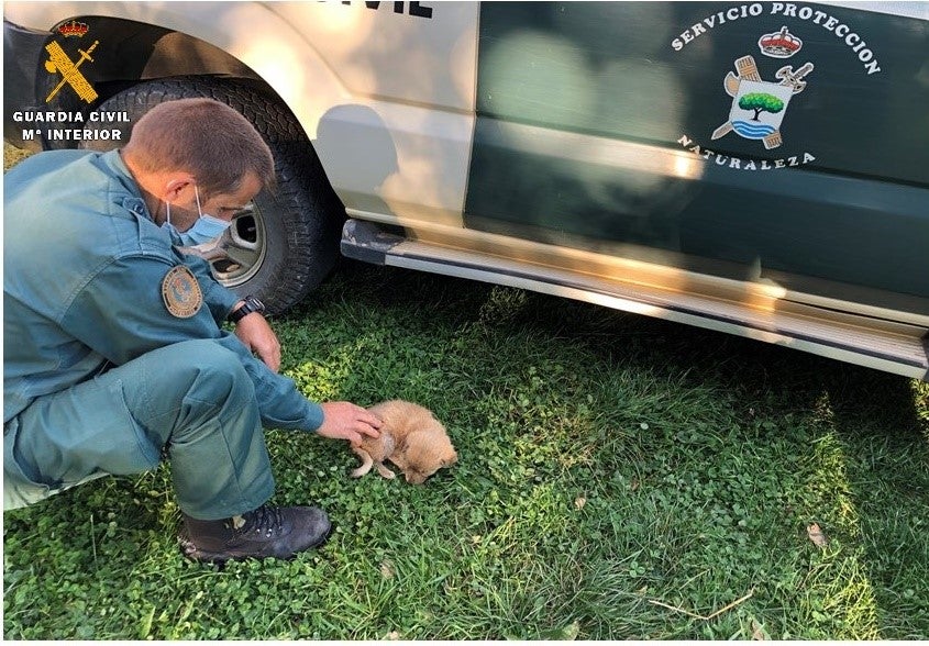 Investigada una persona por un supuesto delito de abandono de animales domésticos Investigada una persona por un supuesto delito de abandono de animales domésticos