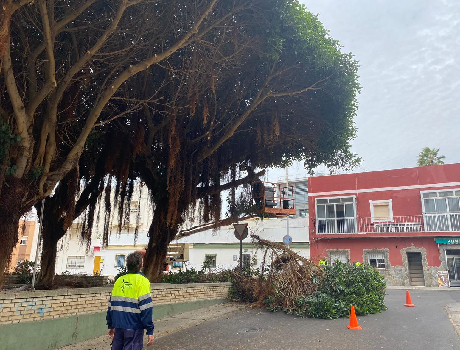 Comienza la poda de los ficus de la Plaza de Lazareto previo al futuro arreglo del pavimento Comienza la poda de los ficus de la Plaza de Lazareto previo al futuro arreglo del pavimento