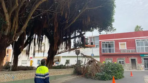 Podas de ficus en Puerto Real Podas de ficus en Puerto Real