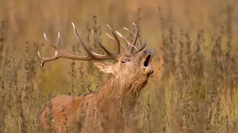 Berrea en Ataria Berrea en Ataria