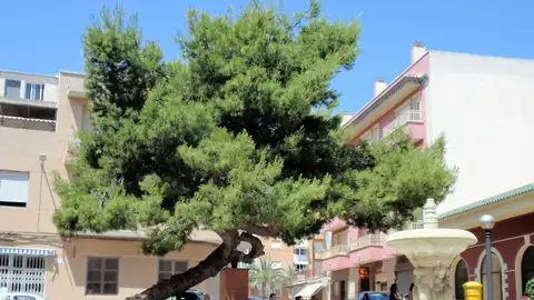 Pino de Las Bayas de Elche candidato a Árbol Europeo del Año 2020. Pino de Las Bayas de Elche candidato a Árbol Europeo del Año 2020.
